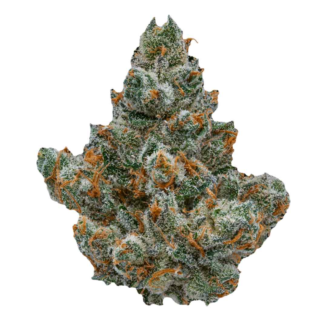 Gelato 41